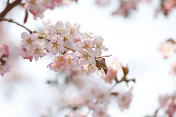 Gently pink flowers of sakura in the Japanese garden in the Moscow Botanical garden