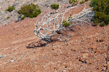 Dry shrub with bare branches on a red volcanic soil in the mountains of the island of Madeira, Portugal.