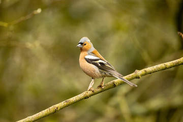 Chaffinch watching from a tree branch. this bird has the characteristic wobbly leg growths now common on these birds.