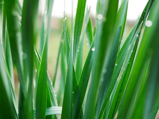 Fototapeta na wymiar Early in the morning. Drops of dew on fresh green grass