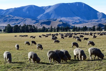 Fototapeta premium Sheep in the mountains