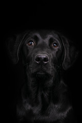 Fototapeta premium Portret Labradora