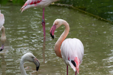 flamant rose