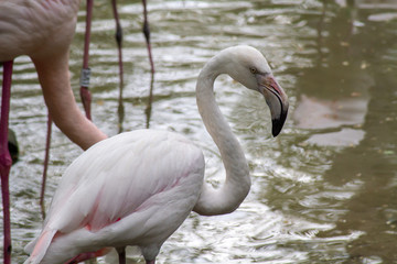 flamant rose