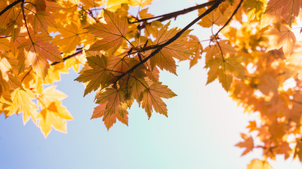 Maple tree leaves foliage in the sky