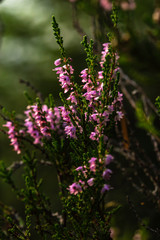 A beautiful, bright purple-pink bunch of common heather (Calluna vulgaris), in a magical evening forest, against a blurred background of greenery.