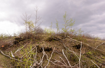 Deforestation in Romania.