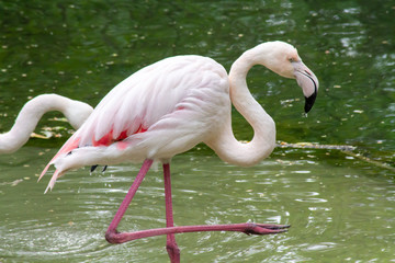flamant rose