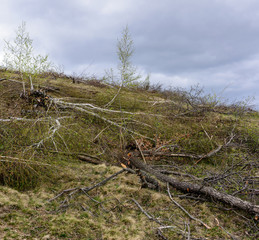 Deforestation in Romania.