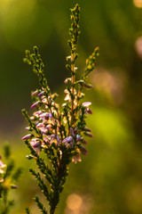 A beautiful, bright purple-pink bunch of common heather (Calluna vulgaris), in the backlight of the evening sunlight, against a blurred background of green forest.