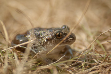 a small garlic toad sits in the grass and looks into the camera