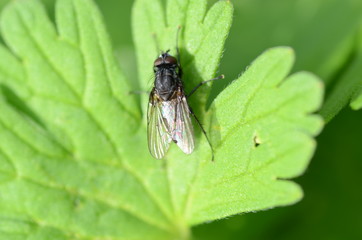 fly on leaf