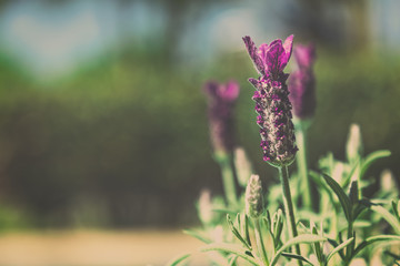 Wild blooming lavender in spring