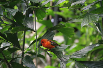 Little Birdi