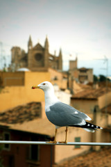 seagull on railing in front of old town panorama