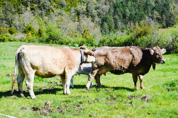 La naturaleza y animales en los pirineos de españa