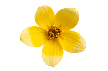 bidens triplinervia isolated