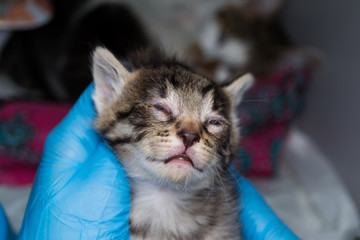 kitten with conjunctivitis in the hand of  veterinarian © Todorean Gabriel
