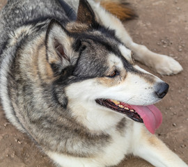 Big Alaskan Husky gray white dog sitting on ground