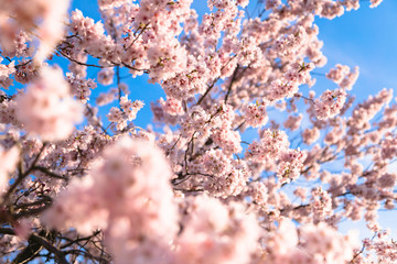 Beautiful cherry blossom sakura tree spring time
