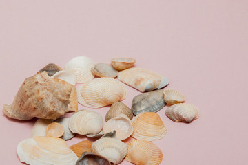 Seashells on pink background with copy space