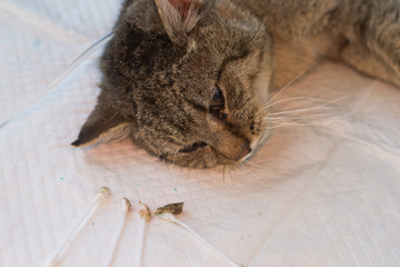 cat head and dirty cotton buds after ear clening