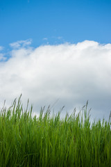 Grass - Wolken and Blue Sky