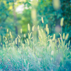 Green grass in the field with sunbeams. Blurred summer background, selective focus