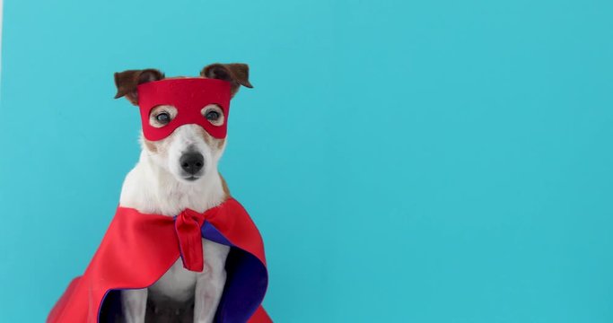 Dog super hero costume. little jack russell wearing a red mask for carnival party isolated blue background