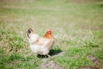 chicken in grass on a farm. Orange chicken hen that is out for a walk on the grass