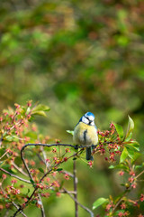 Eurasian blue tit sitting on a tree branch