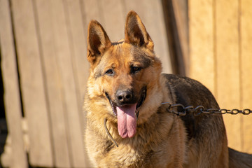dog shepherd - guard and just a funny dog.