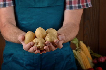 Farmer hold fresh organic potatoes in his hands. Vegetable harvest concept