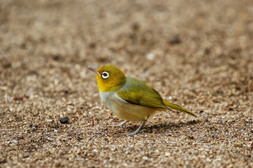 Fiji white-eye (Zosterops explorator) sitting on the ground