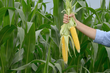 Middle age Farmer hold fresh organic corn cobs in his hands. Harvest care concept