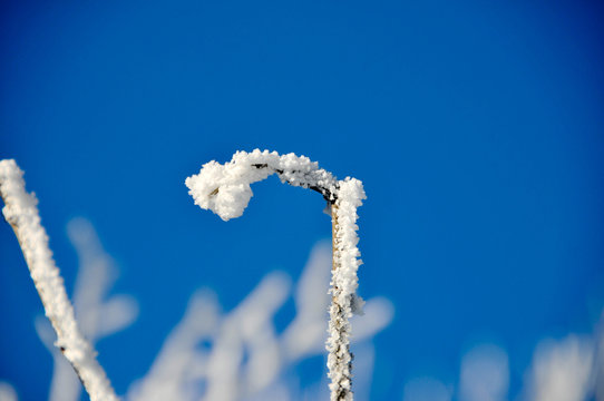 Graveto com neve