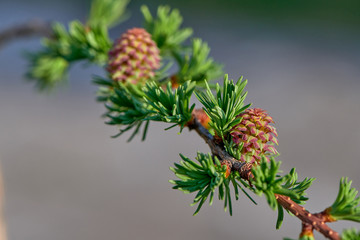 Larch blooms