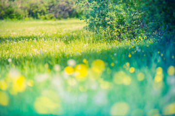 Summer field and sunlight in green nature landscape, blurred meadow flowers. Peaceful nature 