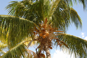 Palmier, feuilles de palmier et noix de coco, ville de Trinidad, Cuba, Cara&iuml;bes