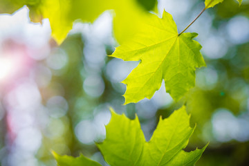 Fresh green leaves on the green backgrounds 