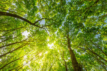 Fresh beautiful forest trees. nature green wood sunlight backgrounds