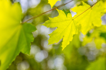 Fresh green leaves on the green backgrounds 