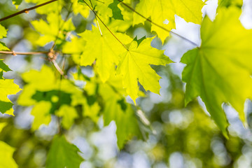 Fresh green leaves on the green backgrounds 