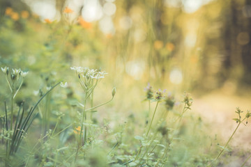 Colorful flowers and meadow, rural summer backgrounds. Nature rural floral field on sunset.