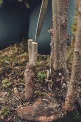 Gardener cut young tree for grafting of young fruit tree on fresh stump