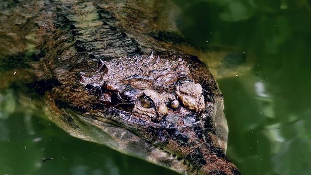Close-up of Indian gavial sticking out eyes above water surface and attentively watching. Fish eating crocodile in natural habitat. Critically endangered species in nature. Side view. Still camera.