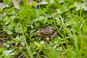 wild frog in nature