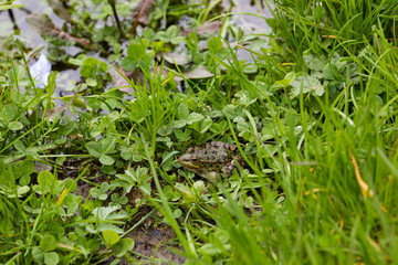 wild frog in nature