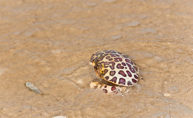 Top view, close distance of a dead spotted crab on a tropical sea shore affected by red tide