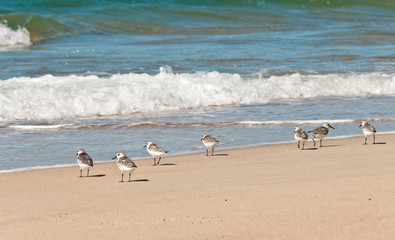 Front view, medium distance of six baird's sandpipers walking along a tropical shoreline searching for food on the gulf of mexico on a sunny, winter day